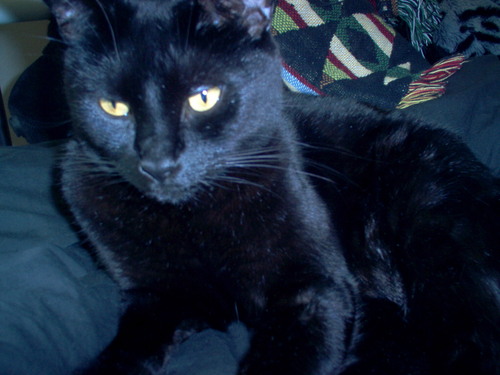 I'm a cat. I rule.