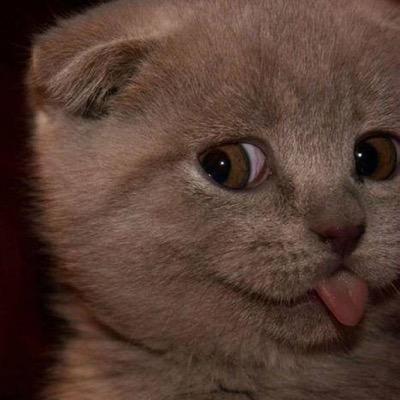 monkeyoat_'s profile picture. 