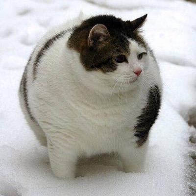 activetime1236's profile picture. マインクラフトやりたい！