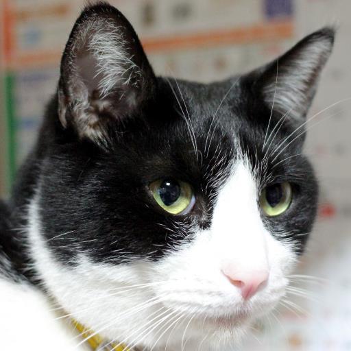 sankinature's profile picture. 子どもたちが、生きものに共感し、優しい心をはぐくんでくれることをねらいとしています。男