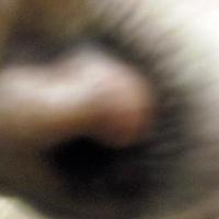 latrufadelperro (@latrufadelperro) 's Twitter Profile