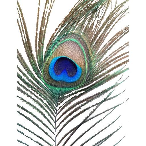 hicCcups1's profile picture. 