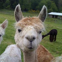 growing fruit and alpacas in the pnw. 
working to resurrect a free and democratic way of life.
#KHive