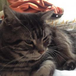 evalphobia's profile picture. 