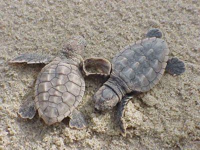 Hello! And welcome to the S.E.A Turtle Team!  We are a group looking to educate and inspire people to help save sea turtles using S.E.A. (See. Educate. Act.).