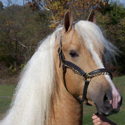 MorganHorseUSA's profile picture. Standing two Palomino Morgan stallions  ACR Champagne 'N' Caviar and DFF Morgan Masterpiece. Real Morgans. Real bloodlines.  Phone: 816-298-3553