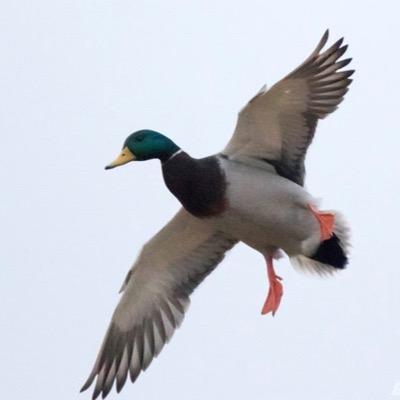 Gettinducks's profile picture. Send us your pictures of you #GettinDucks