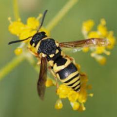 Looking for a fast, friendly and reliable, pest control across #Manchester with a discreet service then Oconnor #Pestcontrol can help!