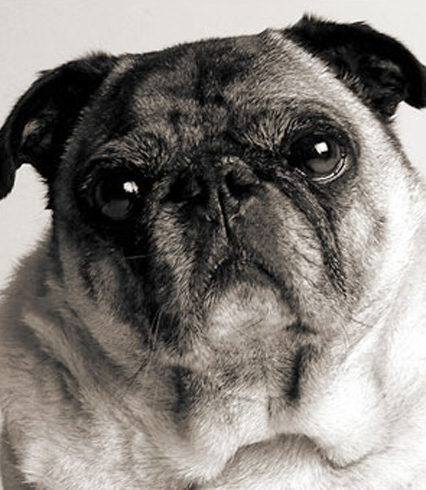 bogiethepug's profile picture. I'm Famous!