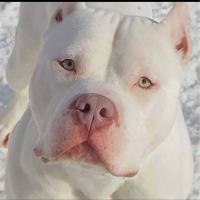 Mike Cooper (@coop4dog) 's Twitter Profile Photo Mike Cooper (@coop4dog) 's Twitter Profile Photo