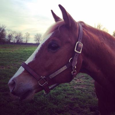 bellabeadstudio's profile picture. Advertising by day. Jewelry making and horses the rest of the time.