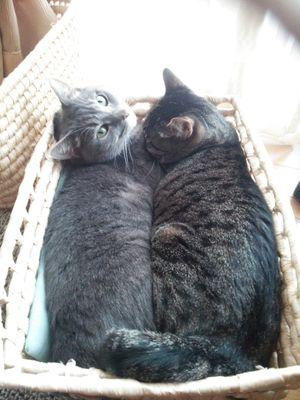 r100rspw's profile picture. 初心者