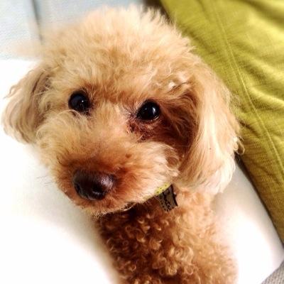Selcel14's profile picture. トイプードル 老犬17歳 NTAA®︎テクニカルアナリスト 基本的に読み取り専用 犬なので悪しからず。ミラトレ自動売買まったく興味なし。最近の相場環境を考えメインはFXからN225opへ移行。