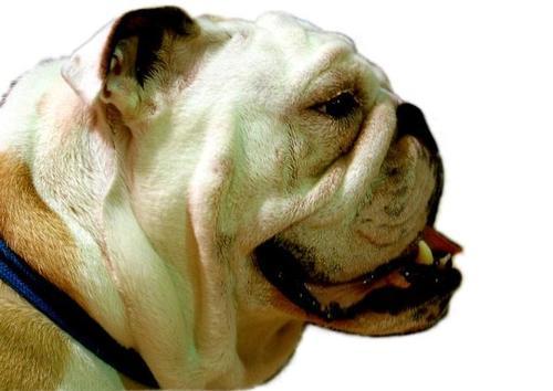 buBAMA's profile picture. BAMA is @butleru ‘s only professional organization for those interested in Marketing. Marketers unite!