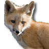 foxmarketer's profile picture. Internet marketing tips and tricks to help YOU succeed online. There are no secrets held back.