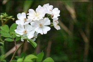 jjilreggos's profile picture. 삶과 죽음이 모두 자연의 한 조각!
노무현 대통령님의 한을 풀어 드립시다.  이명박이 죄인!