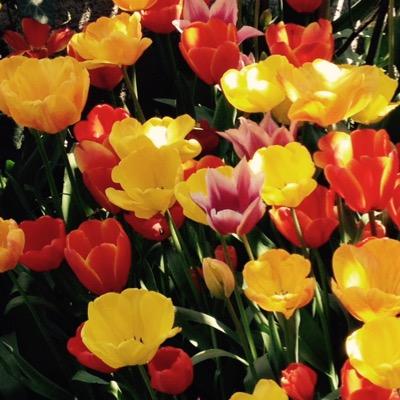 gulaykorcan's profile picture. 