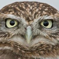 UK Little Owls(@UKLittleOwls) 's Twitter Profileg