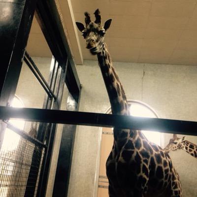 dryslwynemma's profile image