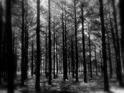 Forest Ecology Lab at University of Turin, Italy. Coordinated by prof. Renzo Motta