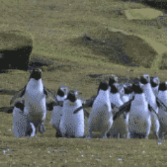 NSArobot's profile picture. 