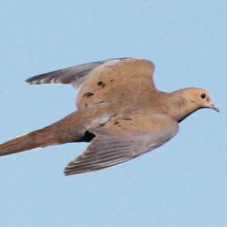 DoveHuntAmerica's profile picture. 