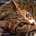 飯田一史 (@cattower) Twitter profile photo 飯田一史 (@cattower) Twitter profile photo
