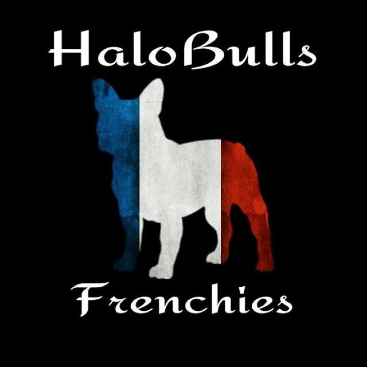 Halobulls_FBD's profile picture. halobulls frenchbulldogs official twitter account! We are a small family run business doing our best to provide customers with quality,healthy frenchbulls