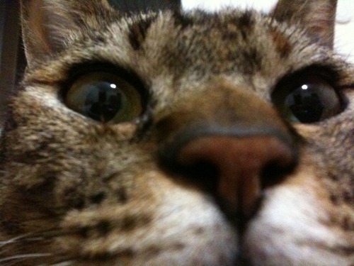 Twitterをつかってねこの写真を投稿できるサービスを作りました。
気に入ったねこのブログとかもサイト上で紹介して行きたいとおもいます。ねこ好きそうな方をフォローします。よろしくお願い致します。
管理者は@ishizawachihiroです。