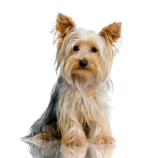 yorkshiretere's profile picture. Yorkshire Terrier