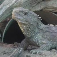 Tom Hartman (@tuatara_9) 's Twitter Profile