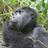 primatesafariug's profile image