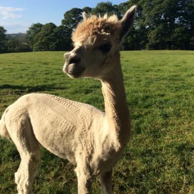 These are the tweets of Boo the alpaca. My 5 year mission is to boldly go where know #alpaca has gone before. Member of @TheWoollyArmy and @Alpacaly Ever After.