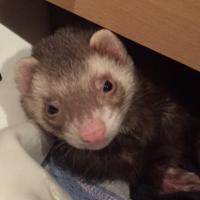 Coco el Huron (@cocoelhuronok) 's Twitter Profile