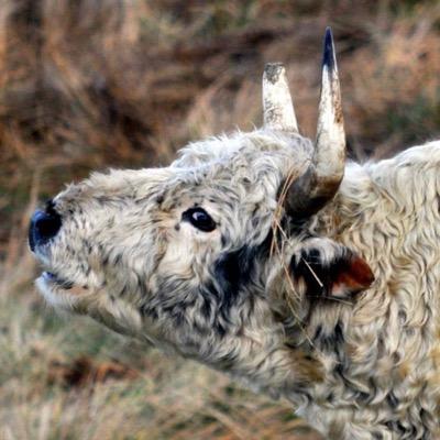 The Chillingham Wild Cattle Association is a registered charity, founded in 1939 to maintain Chillingham Park and to keep these unique wild cattle safe.