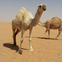 مشعل العصيمي (@rewtsgjh) 's Twitter Profile