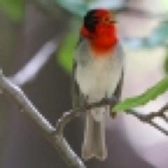 Sharing with others my love of birding and bird photography.