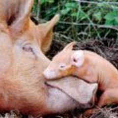 VeganMama_'s profile picture. For as long as men massacre animals, they will kill each other. Indeed, he who sows the seed of murder and pain cannot reap joy and love. - Pythagoras