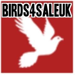 http://t.co/ENglli6g2o Birds4saleUK Is the largest online bird advertising website in the UK with over 3 Million visitors in its first year, Its also 100% FREE