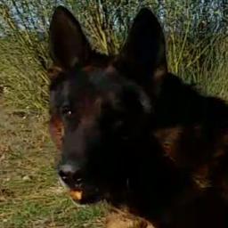 El Pastor Alemán es mucho mas que un buen perro en estructura o un trabajador nato, es por sobre todo un ser viviente, amigo incondicional, respetable