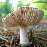MycoFun (@mycofun) 's Twitter Profile