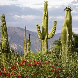SaguaroBrokers's profile picture. Saguaro Cactus Phoenix AZ - Phoenix Saguaro Cactus procuration and Installation from Saguaro Cactus Brokers - Saguaro Cactus Sales - Saguaro Cactus