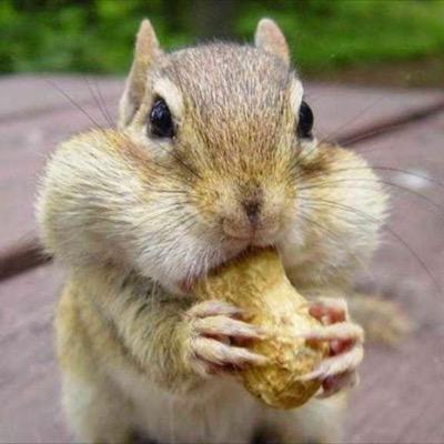 sincapskn's profile picture. 