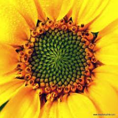 Polymathtutor's profile picture. A London based science and maths tutor