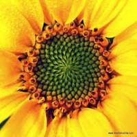 Marianne (@polymathtutor) 's Twitter Profile