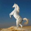 محمد احمد زيد (@5D9QHVMhhse5dSp) Twitter