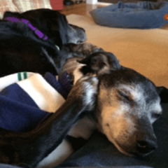 Old Dog Haven is a 501(c)(3) non-profit, caring for over 250 dogs in our network of foster homes, with the goal of rehab and adoption for senior dogs.