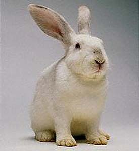 CoelhodaPascoa_'s profile picture. O Twitter Oficial do Coelhinho da Páscoa
The Official Twitter of the Eastern Bunny