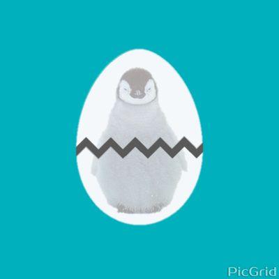 animal_seven's profile picture. 間も無く卒業…〈人工哺育班二年〉※コレは個人的な動物専用アカウントです。(ﾎﾜｲﾄﾀｲｶﾞｰ他ネコ科動物love...)(他フクロウ中心の猛禽、ペンギン、シャチなど海獣、ALL) 本アカ→@kuufuuheki