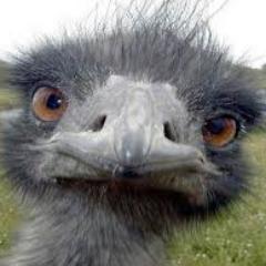 Emotive_Emu's profile picture. Arbiter of cringe